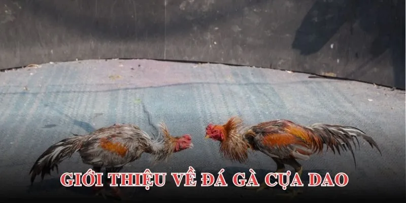 Đá Gà Cựa Dao - Bộ Môn Hấp Dẫn, Kịch Tính, Sôi Động 2 Tin tức khái quát chung về chuyên mục đá gà cựa dao tại PG88