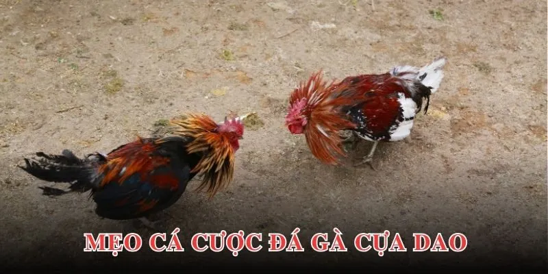 Đá Gà Cựa Dao - Bộ Môn Hấp Dẫn, Kịch Tính, Sôi Động 4 Bật mí các chiến lược cá cược tham gia đá gà hiệu quả nhất