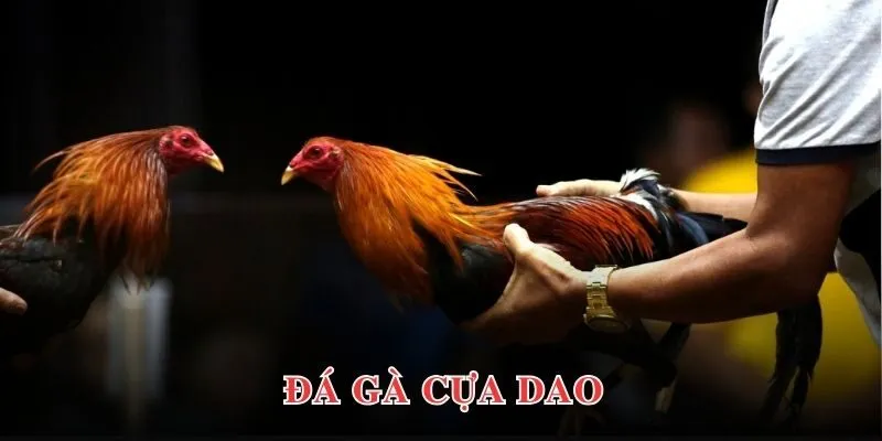 da ga cua dao 5