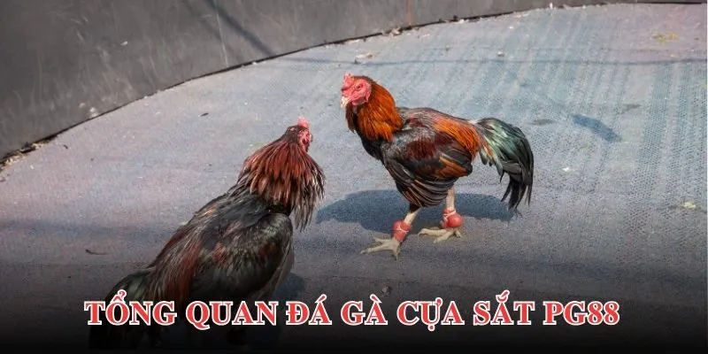 Đá Gà Cựa Sắt - Hình Thức Giải Trí Hấp Dẫn, Kịch Tính Top 1 2 Thông tin giới thiệu chung về loại hình đá gà cựa sắt tại PG88