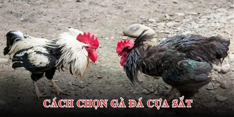 Đá Gà Cựa Sắt - Hình Thức Giải Trí Hấp Dẫn, Kịch Tính Top 1 4 Bật mí chiến lược tham gia cá cược đá gà hiệu quả cho newbie