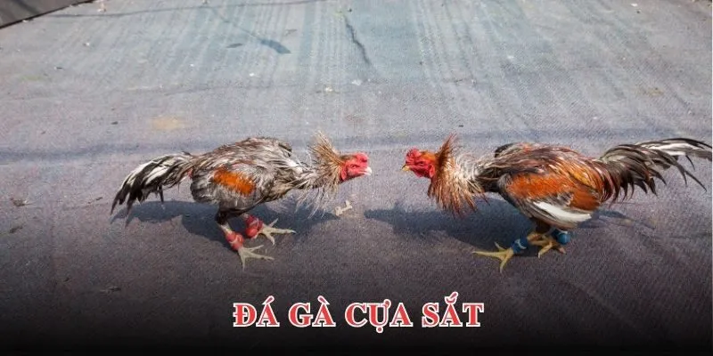 da ga cua sat 6