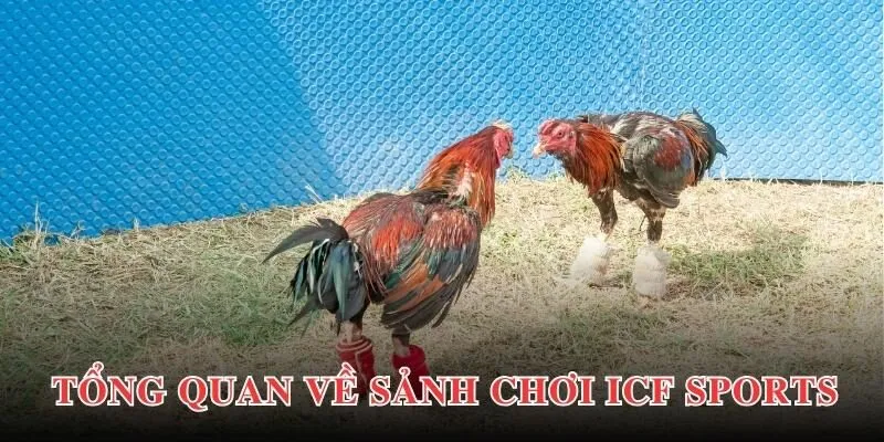 ICF Sports PG88 - Sảnh Đá Gà Chuyên Nghiệp Top 1 2025 2 Thông tin giới thiệu về sảnh chơi ICF Sports PG88 đến hội viên