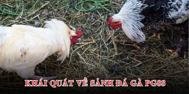 Ws168 PG88 - Sảnh Đá Gà Uy Tín Chuyên Nghiệp Top 1 Châu Á 2 Thông tin giới thiệu khái quát nhất về sảnh chơi Ws168 PG88