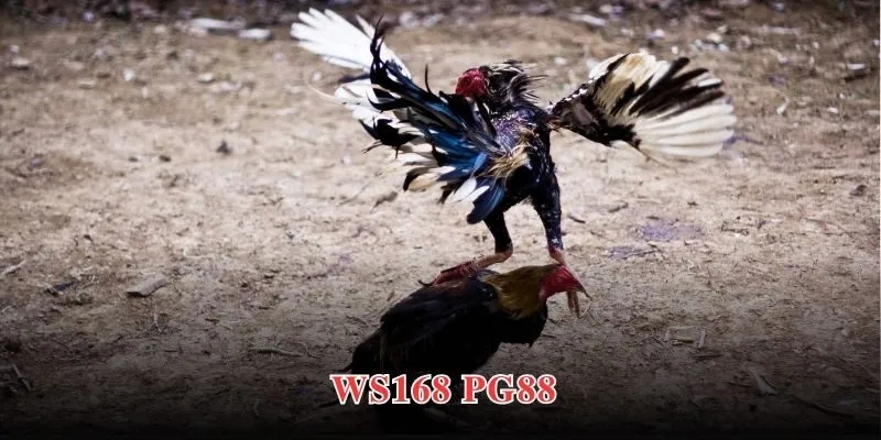 Ws168 PG88 - Sảnh Đá Gà Uy Tín Chuyên Nghiệp Top 1 Châu Á 1 ws168 pg88